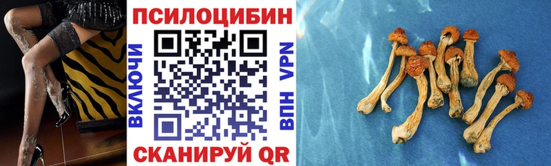 Купить  Дно  Галлюциногенные грибы Psilocybe 